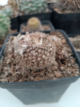 Cactus Copiapoa Laui