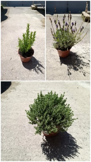 Pack de 3 Plantas de Jardín Mediterráneo