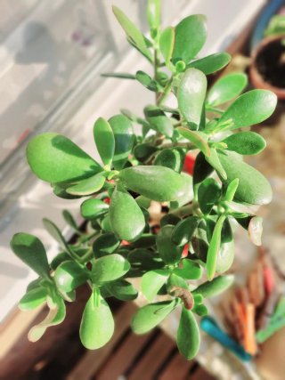 Planta Árbol de Jade