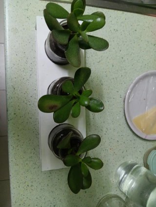 Set de 3 Plantas de Jade