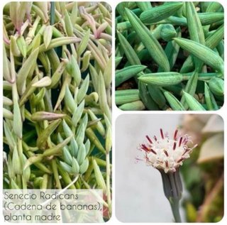 Esqueje de Senecio Radicans (Cadena de bananas)