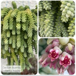 Esqueje de Sedum Burrito