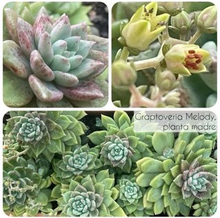 Esqueje de Graptoveria Melody