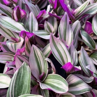 Esqueje de Tradescantia Nanouk