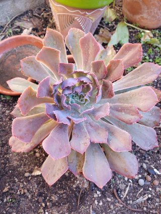 Planta Suculenta Echeveria Neon Breakers gigante