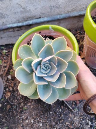 Planta Suculenta Echeveria Secundaria grande