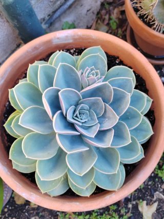 Echeveria Secundaria Secunda gigante Adulta