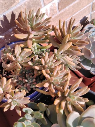 Planta grande Suculenta