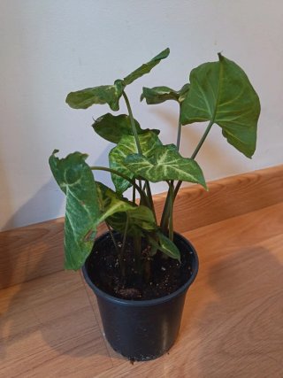 Planta Punta de Flecha (Syngonium)
