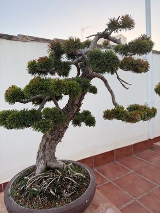 Bonsái Pino Sylvestris Inclinado