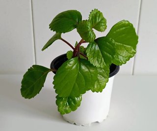 Planta del dólar - Del dinero con su maceta