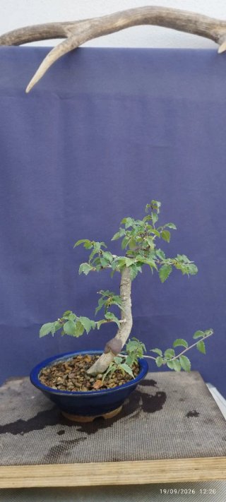Bonsái de Olmo (Ulmus minor)