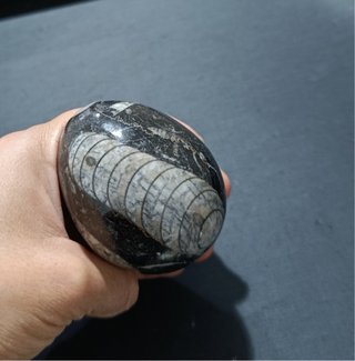 Fósil de Orthoceras en forma de huevo