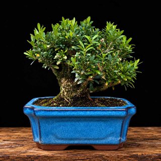 Bonsái Buxus Harlandii Shohin