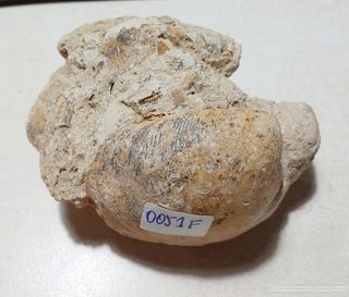 Fósil de Bivalvo en Matriz - Cámbrico Perú