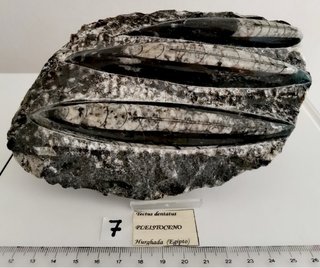 Placa Decorativa con Orthoceras Pulidos