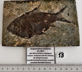 Fósil de pez Jianghanichthys hubeiensis