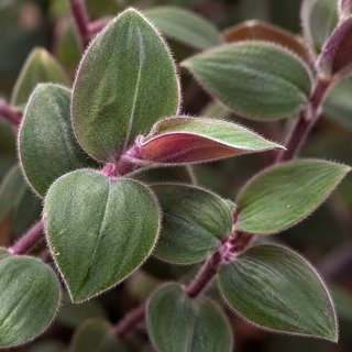 3+1 gratis Talee Tradescantia Baby Bunny Bellies