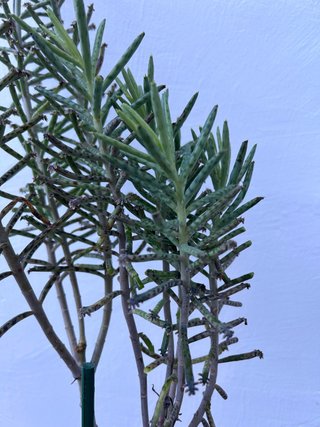 Kalanchoe Candelabro