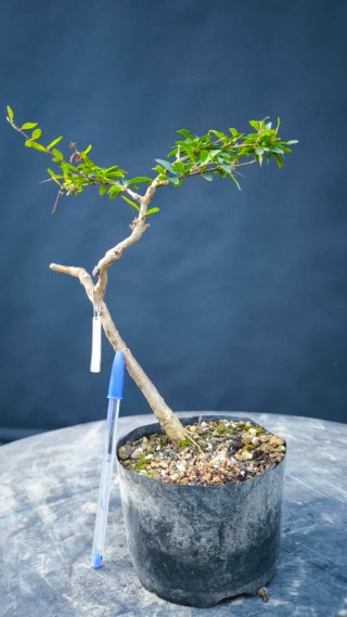 Pre bonsái GRANADO MINI