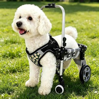 Silla de Ruedas para Perros