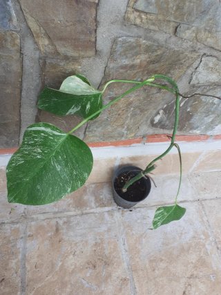 Monstera albo variegata