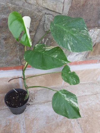 Monstera albo variegata