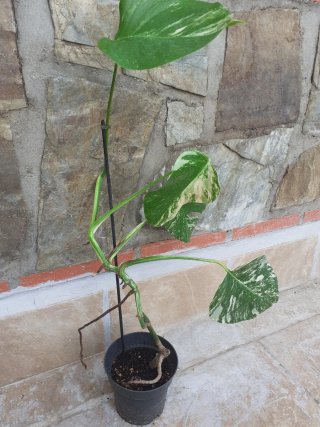 Monstera albo variegata
