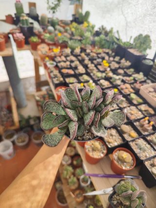 Lote Suculenta Adromischus