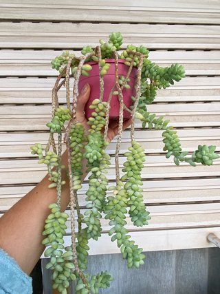 Planta Sedum Morganianum Cola de Burro