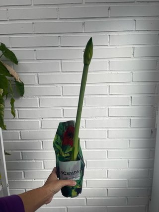 Planta Amaryllis