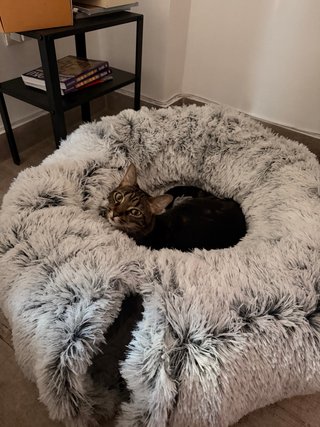 Letto per Gatti con Tunnel