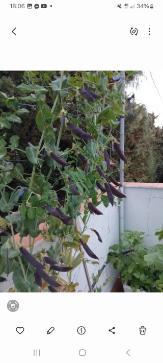 Semilla Guisantes Morados  25 seeds