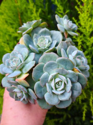 Suculentas Aeoniums