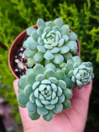 Suculentas Aeoniums