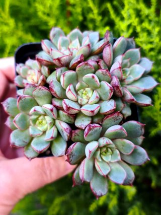 Suculentas Aeoniums