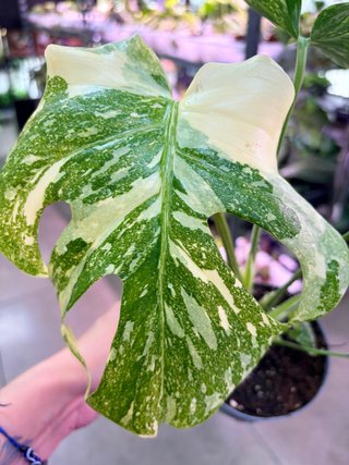 Monstera Creme Brulee