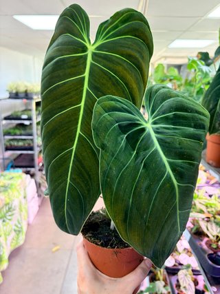 Philodendron Melanochrysum (EJEMPLAR 1)