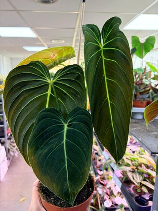 Philodendron Melanochrysum (EJEMPLAR 3)