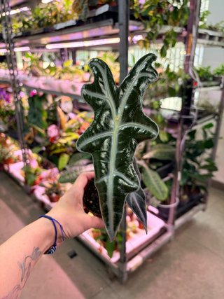 Alocasia Nobilis