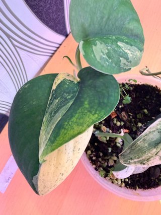 Scindapsus Mayari Variegata