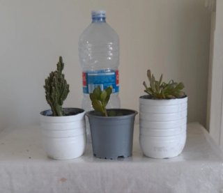 Cactus y suculentas lote 3 us