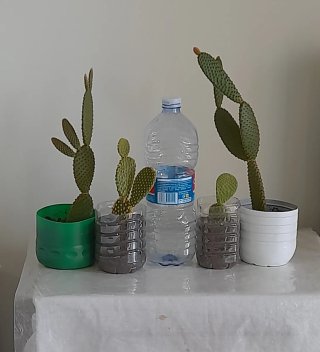 Cactus lote
