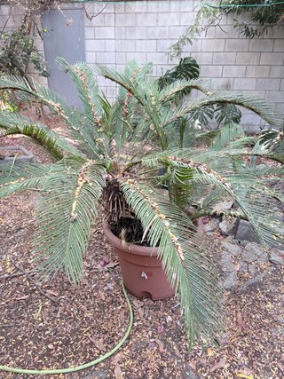 Palmera Cica (Cycas revoluta)