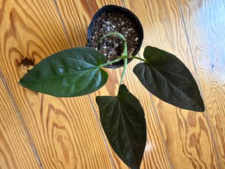 Syngonium Red Arrow
