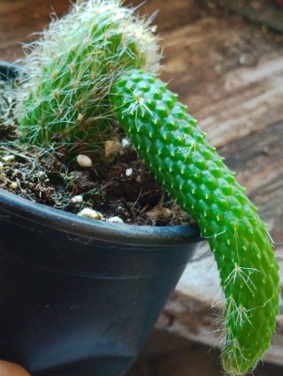 Cacto Hildewintera Inermis (Rabo de Gambá)