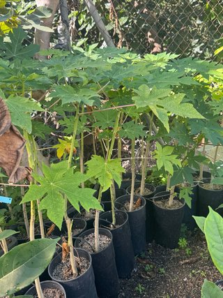Plantas de Papaya en Maceta