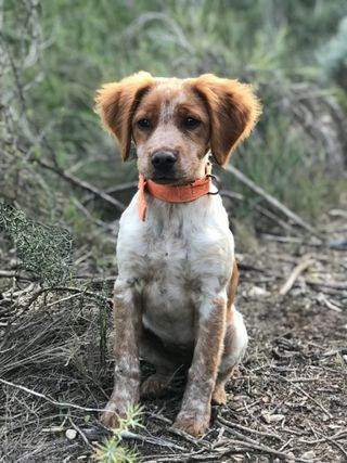 American Brittany Puppies French Brittany Hunting Brittany Hunting